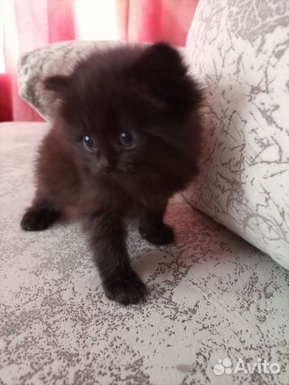 Британские котята