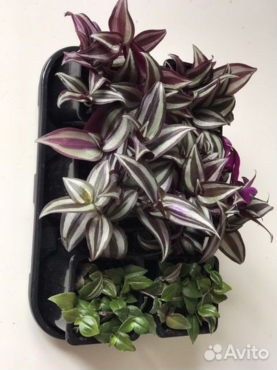 Традесканция