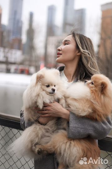 Передержка собак