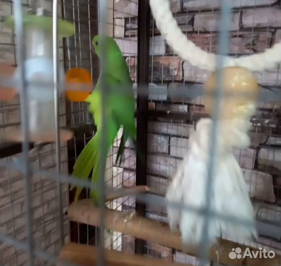 Ожереловый попугай птенцы