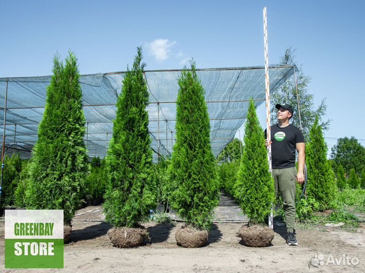 Туи 1,6 метра свежая копка 2023