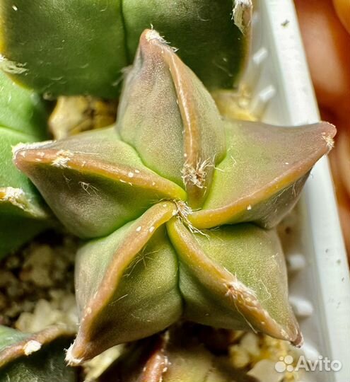 Кактус астрофитум мириостигма