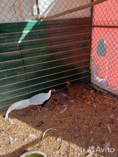 Серебряный фазан