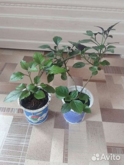 Мона ловандер плентокарпус