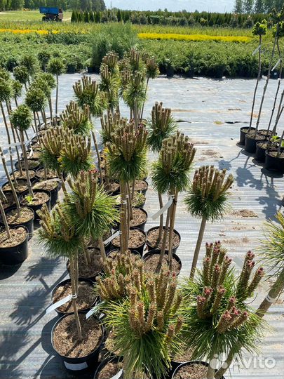 Растения на штамбе