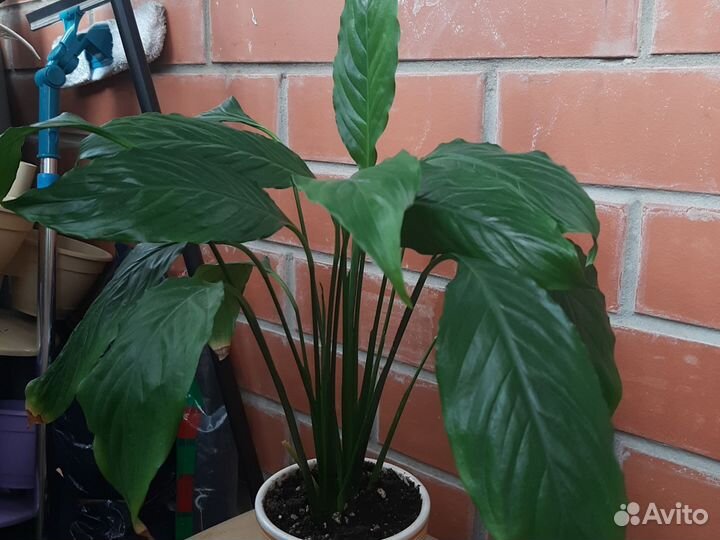 Много растений