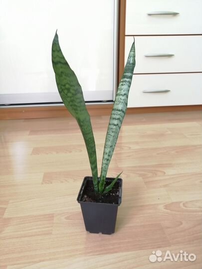 Сансевьерия подарок