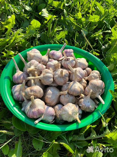 Чеснок
