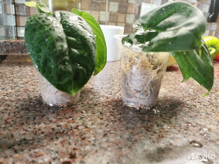 Айс рост Сингониум Холодное сердце