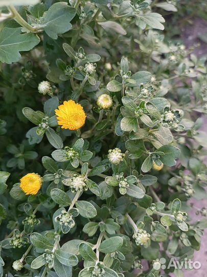 Хризантема