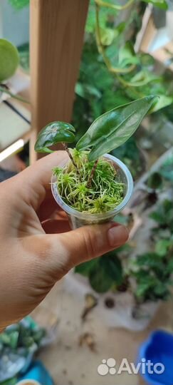 Алоказия зебрина