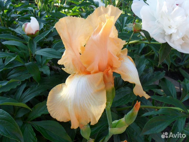 Ирис сорта Афродизиак