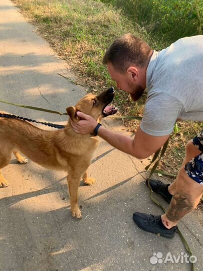 Овчарка метис в добрые руки