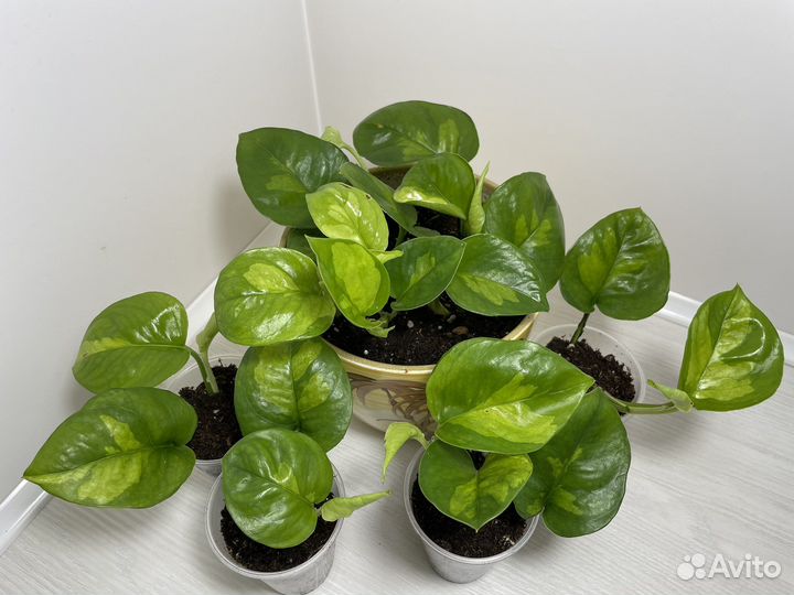 Эпипремнумы и сциндапсусы разных сортов