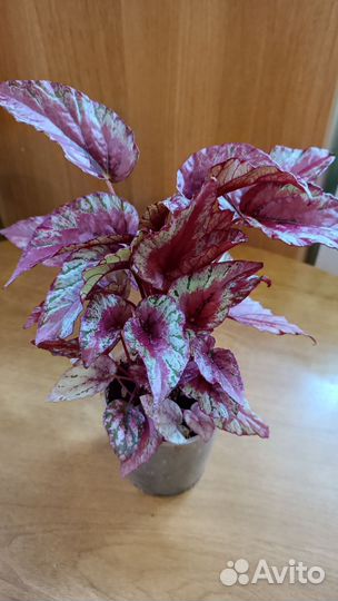 Бегонии сортовые бронь (все сорта)