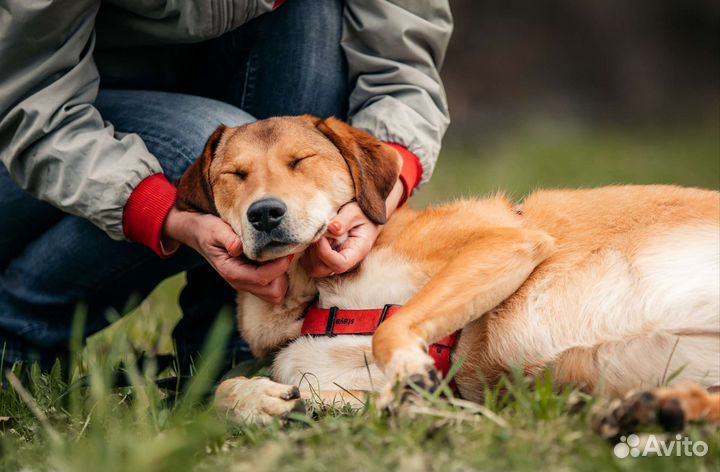 Лавли - преданный друг ищет дом