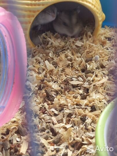 Джунгарский хомяк бесплатно