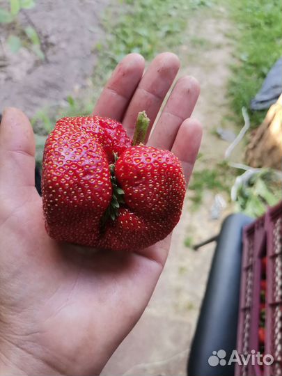 Саженцы клубники крупноплодной