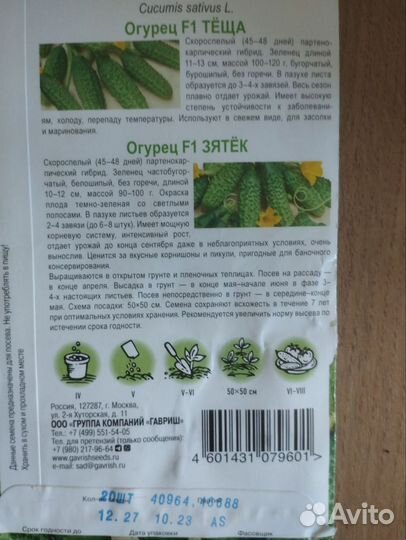 Рассада огурцов