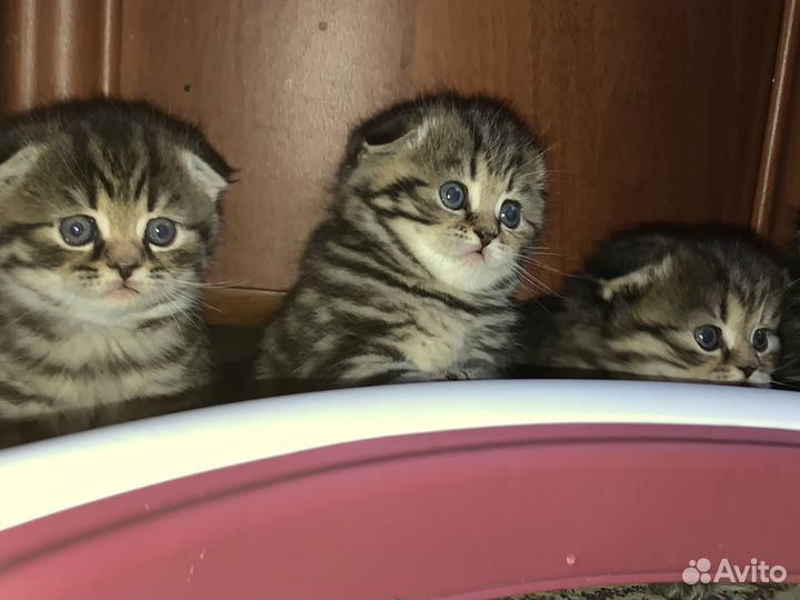 Котята шотландский скотишь фолд