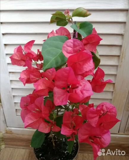 Бугенвиллия черенки