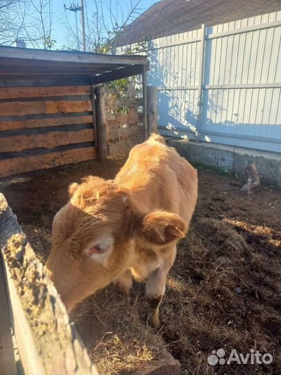 Корова телка