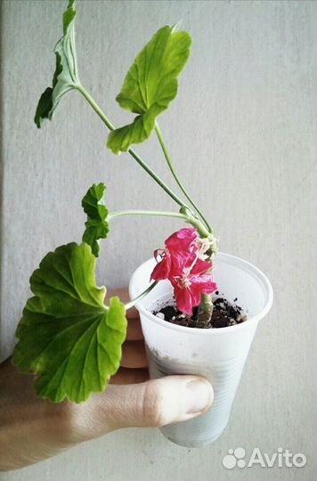 Бегония розовя белая,герань пеларгония крап