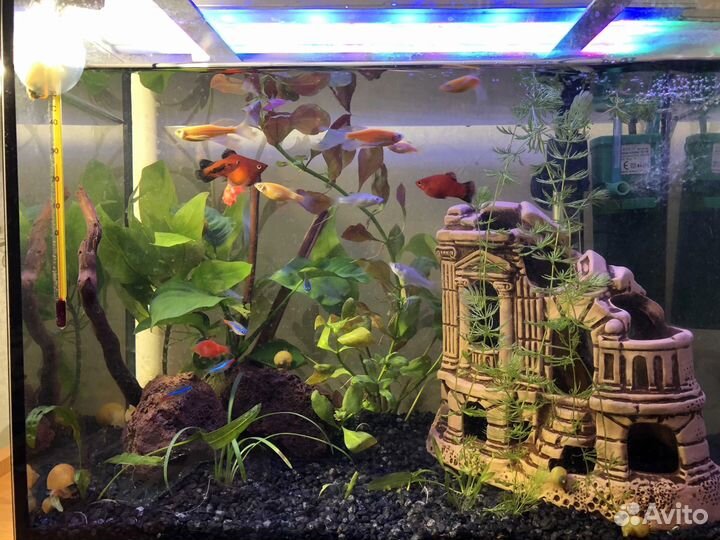 Декорация в аквариум