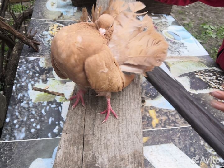 Голубь павлин чистокровный