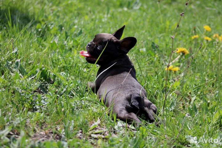 Девочка француженка