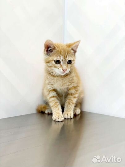 Солнышко (3 месяца) ищет дом