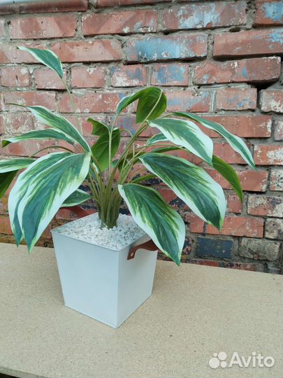 Калатея искусственная