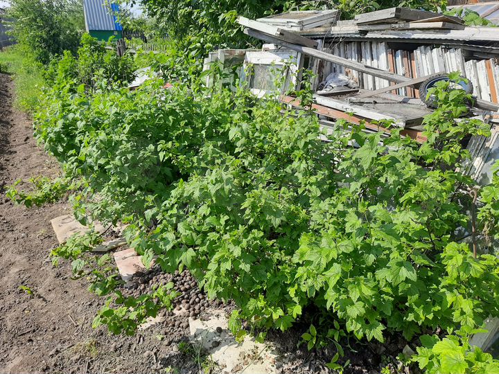 Участок 5 сот. (СНТ, ДНП)