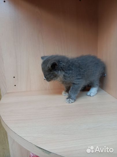 Котик в добрые руки