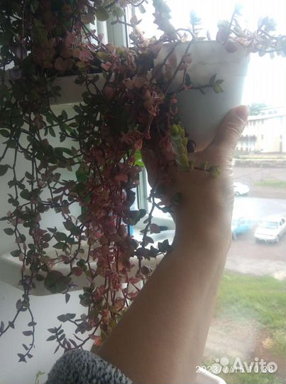 Комнатные растения