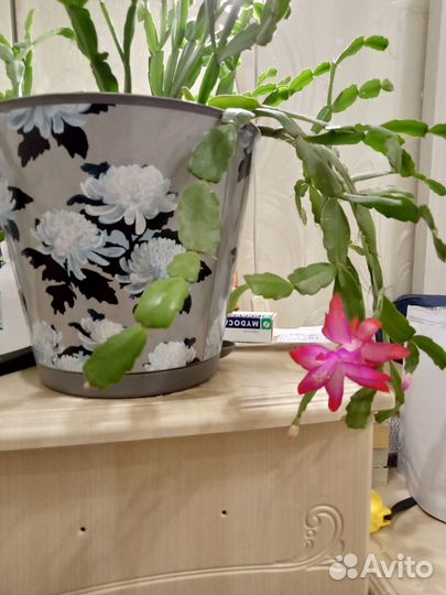 Комнатные цветы