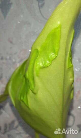 Эпипремнум