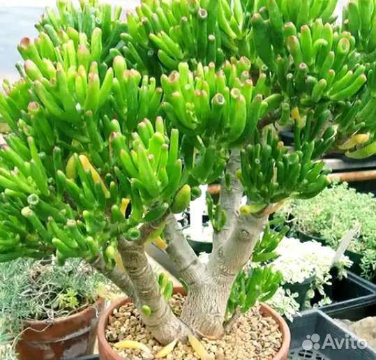 Крассула-денежное дерево