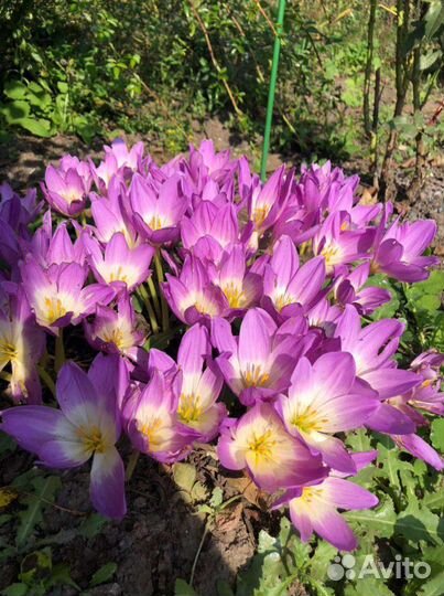 Безвременник, крокус осенний