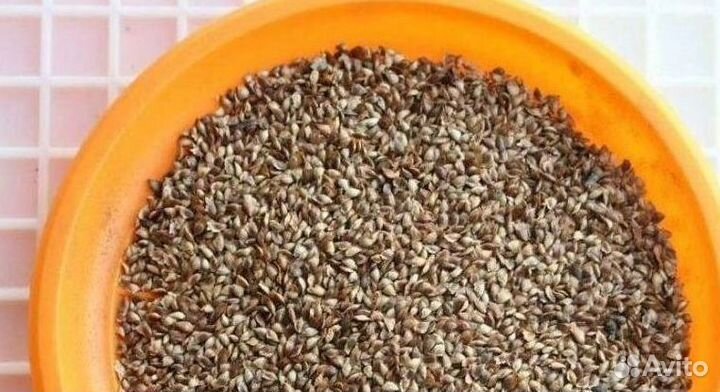 Семена ели от производителя