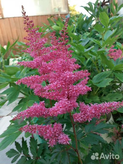 Астильба серебристо-розовая махровая