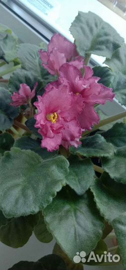 Сортовые фиалки