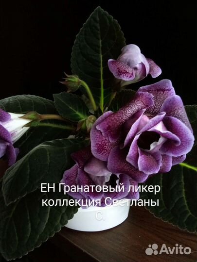 Глоксиния свежесрез листья