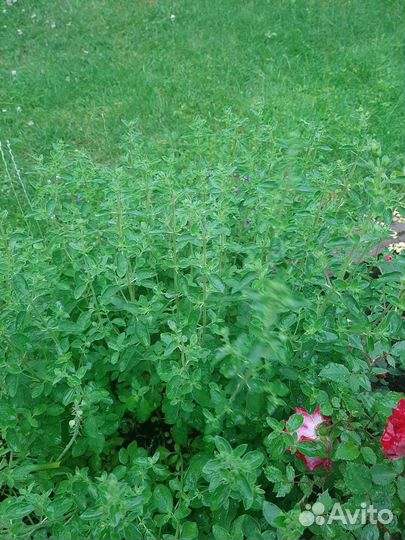 Пряные травы