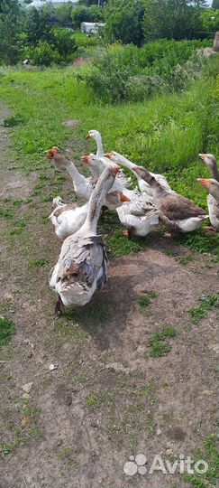Гусак на племя