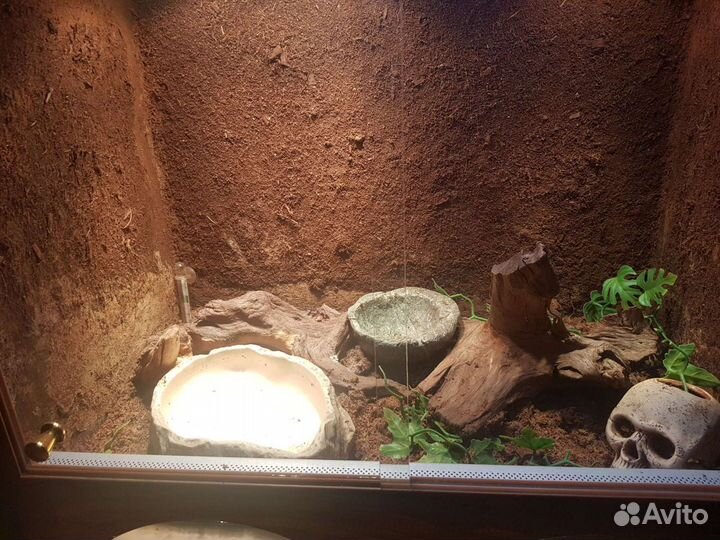 Террариум для ящерицы или хамелеона