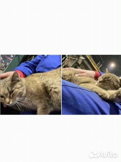 Кошка