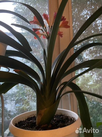 Кливия киноварная