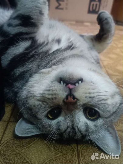 Вязка за котенка