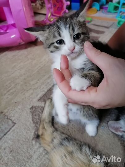 Отдам котят в добрые руки